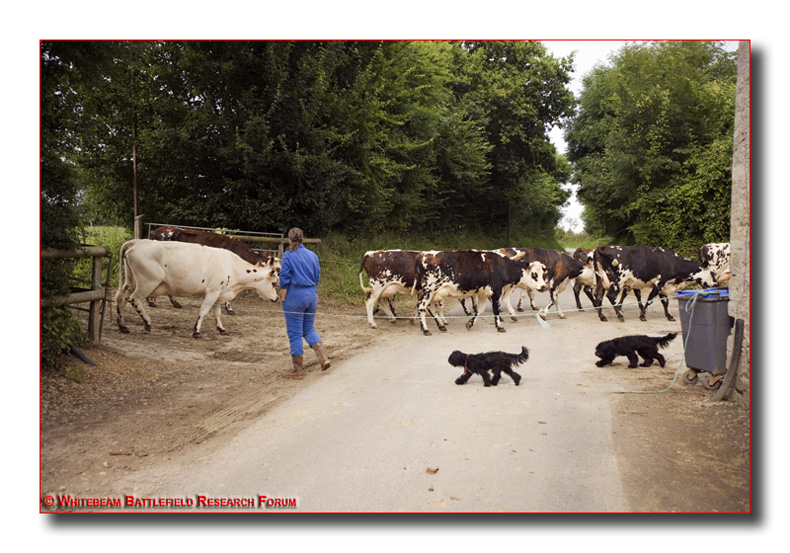 EEJ0062_evening_milking_at_brecourt_manor