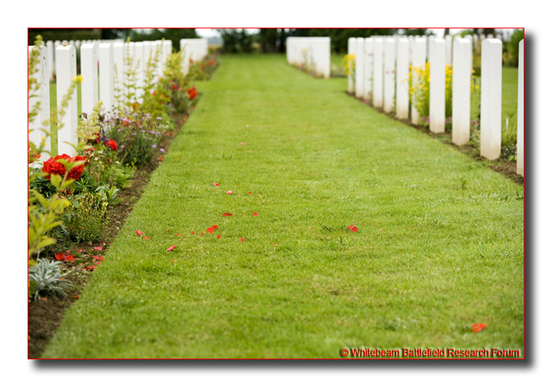 EEJ0089_rose_petals_on_grass_beny_sur_mer