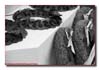 EEJ0087_bw_poppies_beny_sur_mer
